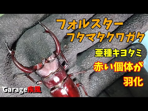 フォルスターフタマタクワガタ　亜種キヨタミ　この赤いのはヤバイ！赤色血統！？　#クワガタ