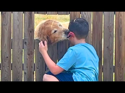 Los Mejores Vídeos de Animales 🤣🐶 Morirás de risa con estos Perros, Gatos Graciosos y Humanos