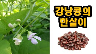 강낭콩의 한살이 #초등학교 4학년 1학기 과학(2. 식물의 한살이)