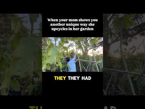 Mom saved the her papaya AND created a spot for her hanging plants with bamboo and sticks!