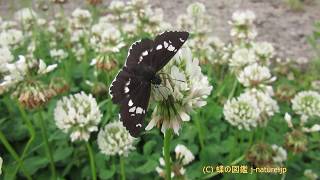 シロツメグサの花の蜜を吸うダイミョウセセリ