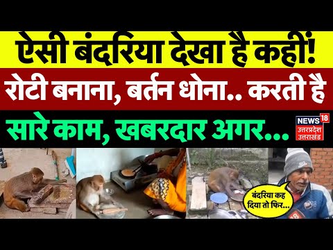 Rani Bandariya Viral Video: Raebareli की वायरल बंदरिया, करती है घर के सारे काम | Social Media