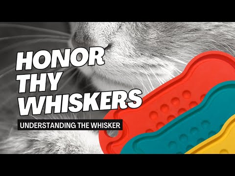 "Honor Thy Whiskers" with Carol Smeja of Mine Pet Platter | Two Crazy Cat Ladies