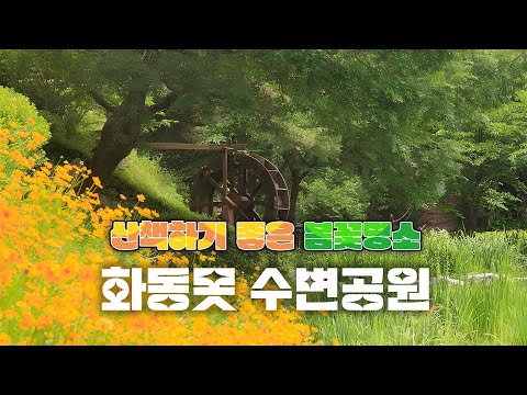 산책하기 좋은 봄꽃명소! [화동못 수변공원]