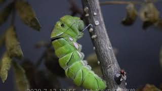 アゲハチョウの孵化から羽化まで  Hatching to emergence of Swallowtail