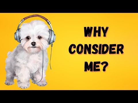 7 Compelling Reasons to Consider a Bichon Frise Companion