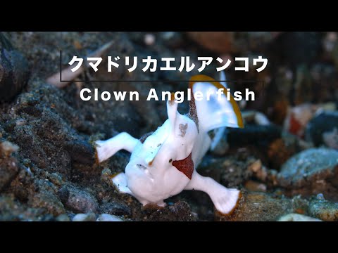 【魚図鑑 on YouTube】クマドリカエルアンコウ / Clown Anglerfish