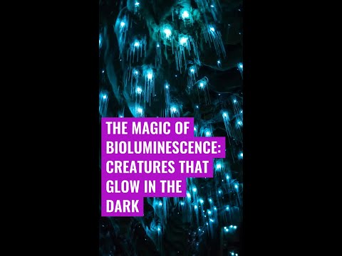 The Magic of Bioluminescence: Creatures that Glow in the Dark