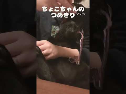 爪切りは正確さと速度が命…！ #ねこ動画 #cat #保護猫 #黒猫 #ねこのいるくらし