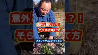 【自然菜園】意外と難しい⁉️そら豆の育て方✨続きが気になる方は是非本編をご覧ください😁...、#自然農 #自然菜園 #野菜 #畑 #そら豆