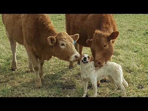 ¡Prepárate para una buena dosis de risas! Los perros traen a un nuevo amigo a casa