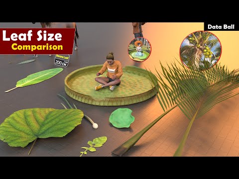 Leaf Size Comparison | plants leaf average size