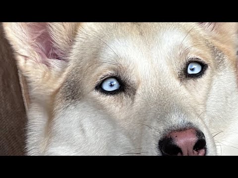 How My Husky Finds Creative Ways to Communicate with Me!