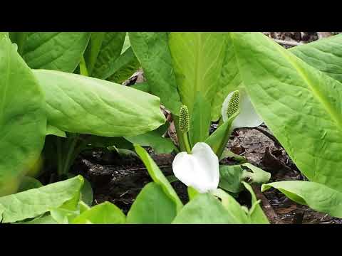 富山県自然植物園ねいの里　2019 4 17