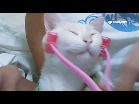 Cat Massage Roller - Treat Your Cat as Royalty!