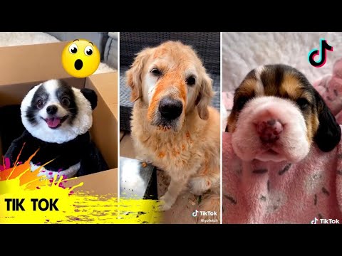 tiktok funny animal compilation