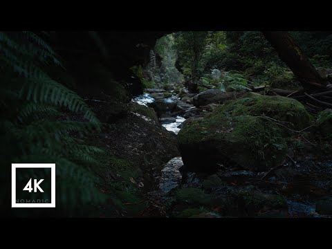 Escaping to Nature, Relaxing Sounds of the Blue Mountains for Sleep, AMSR