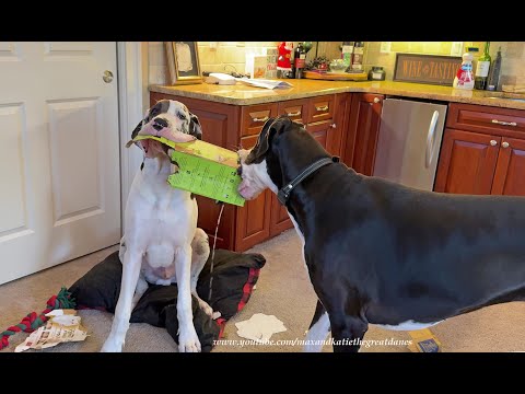 Funny Great Danes Swipe Not Quite Empty Wine Box From The Recycling Bin