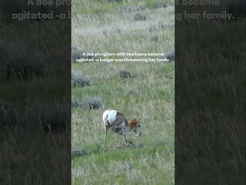 A doe pronghorn with two fawns becameagitated a badger was threatening her family #doe #fawn #shorts