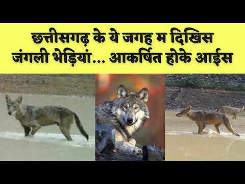 Chhattisgarh के इस जिले में आया जंगली भेड़िया।। wildlife| Alkarha vlogger