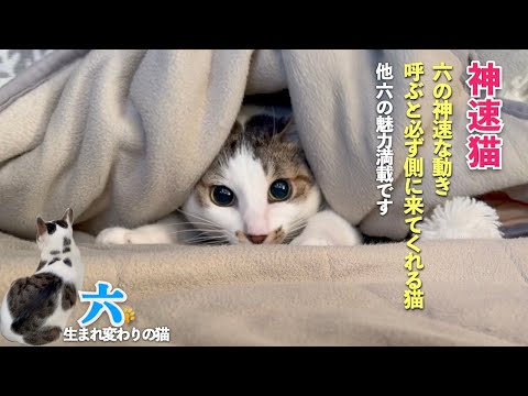 【神速猫】愛猫の動きは正に神速 | 呼ぶと側に来てくれる猫 | 愛猫との会話に可愛さ満載 | [生まれ変わりの猫] 六