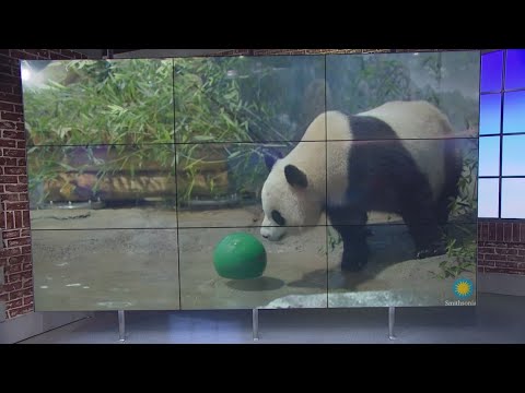 DC pandas enjoy a merry moment in new video