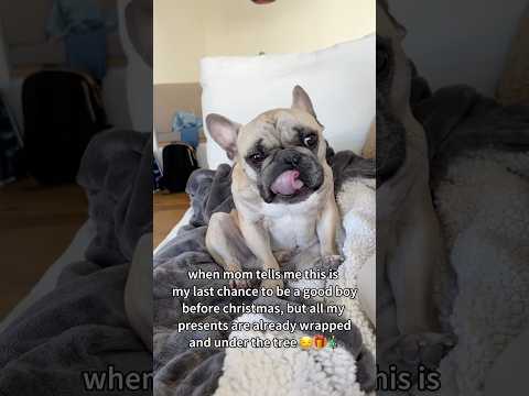 Jokes on Susan! #frenchbulldog #funny #puppy