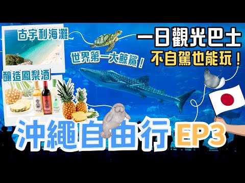 沖繩EP3🏖️不自駕也能輕鬆玩一天！必看世界第一的超大鯨鯊、免費海豚表演｜古宇利島純淨海灘✨沖繩唯一！獨特釀造的鳳梨酒、名護酒｜擬真恐龍森林探險🦕｜一日觀光巴士行程分享｜Okinawa, Japan