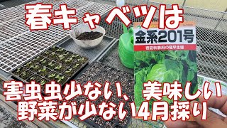 簡単に作れる春キャベツ。害虫が居ぬ間につくりましょう。