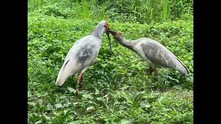 トキの森公園！