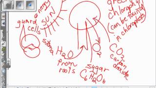 October06 Photosynthesis notes