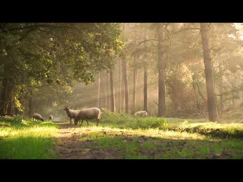 Sheep Grazing | Copyright Free Video Footage