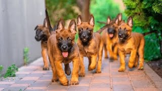 BELGIAN MALINOIS Puppies - First Day Of Training!