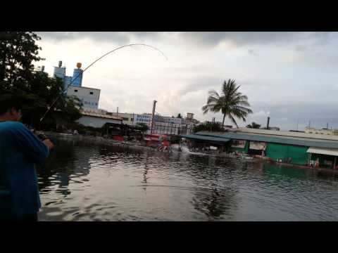 突然降下一陣雨，鱸魚動員令，早上下午放出來的魚開始爆動囉!!!