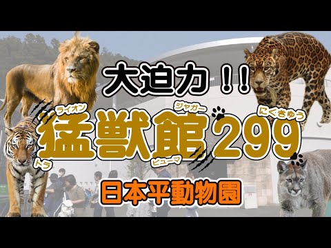 【日本平動物園③】最強の猛獣を間近で体感！！日本平動物園の猛獣館が凄まじい