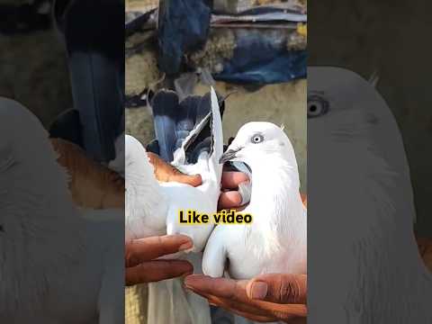 2 No Jode #pigeonvideo #highflyingpigeons #youtubeshorts #pigeonstatus