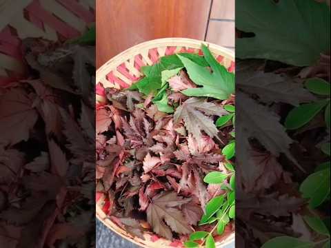 Red Gongura Harvesting #harvesting #shortsfeed