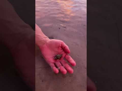 Did you know there are Hermit Crabs in Florida? We were surprised.