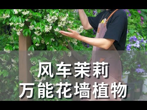 万能花墙植物——风车茉莉