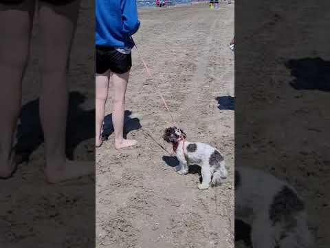 Cute Dog #cute #doglover #dog #dogs #dogcute #funnydog #funny  #beach #canada #shorts