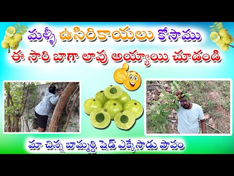 మళ్ళీ కొన్ని ఉసిరికాయలు కోసాము | మా చిన్న బామ్మర్ది ఎక్కలేక ఎక్కాడు,వొద్దు అంటున్న కూడా Vlog.