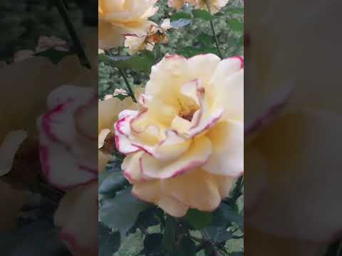 #黄玫瑰 #玫瑰花 #自然 #yellowrose #flowers #rose #nature