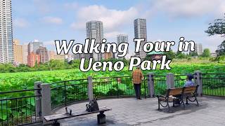 Ueno Park Walking Tour 2024 Tokyo, Japan 🇯🇵 | Travel Vlog