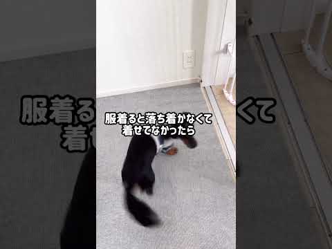 【むちむち】これはこれでいいのか？　#shorts #犬 #dog