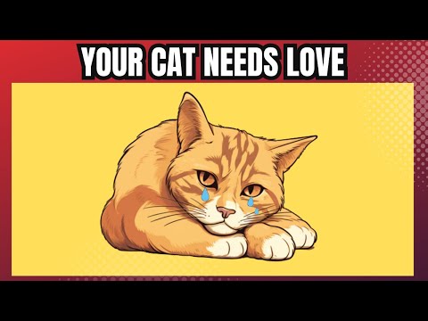 11 Ways To Tell Your Cat You Love Them | Step By Step How To Show Your Cat You Love Them