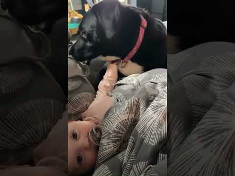 Adorable Dog Meets Baby!