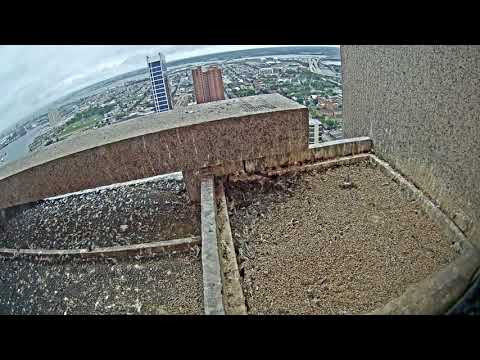 Peregrine Falcons Cam 06-22-2018 14:51:31 - 15:51:31