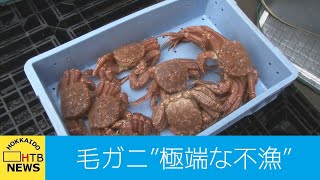 例年の３分の１と極端な不漁　えりも町の毛ガニ漁