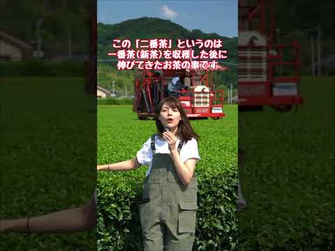 “ 初夏のお茶 ” 二番茶収穫中！🍃🚜