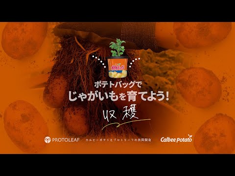 【ポテトバッグ】じゃがいも栽培編③〜収穫〜